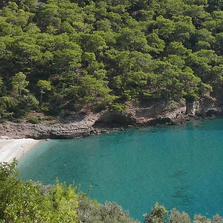 Kabak Avalon Faralya