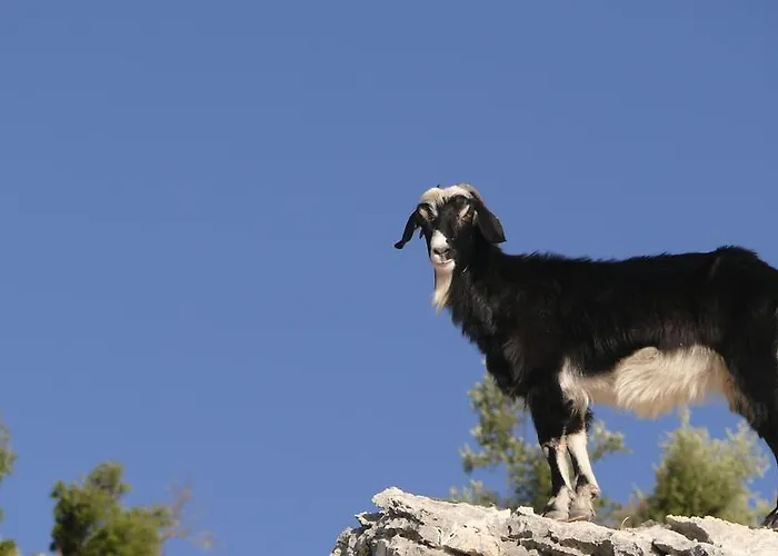 Domek letniskowy Kabak Avalon